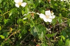 Rosa sempervirens_Merce Vallicrosa CC BY-NC