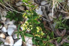 Rubia peregrina_Jordi Puyuelo