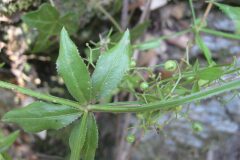 Rubia peregrina_Jordi Puyuelo