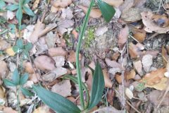 Rubia peregrina_Merce Vallicrosa CC BY-NC