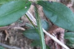 Rubia peregrina_Merce Vallicrosa CC BY-NC