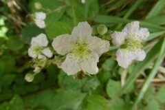 Rubus caesius_Josep Maria Panareda CC BY-NC