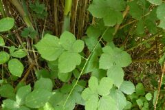 Rubus caesius_Josep Maria Panareda CC BY-NC