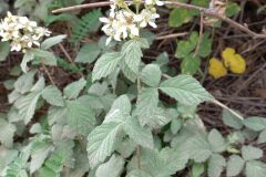 Rubus canescens_Pere Barnola CC BY-SA