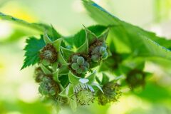 Rubus idaeus_Joaquim Reberte