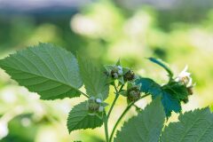 Rubus idaeus_Joaquim Reberte