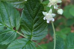 Rubus idaeus_Merce Vallicrosa CC BY-NC