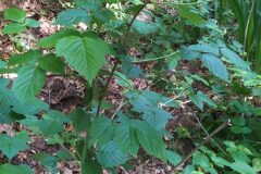 Rubus idaeus_Merce Vallicrosa CC BY-NC