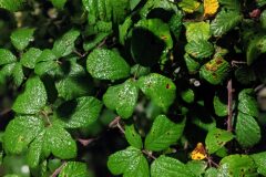 Rubus ulmifolius_Katarzyna Zarnowiec CC BY-SA