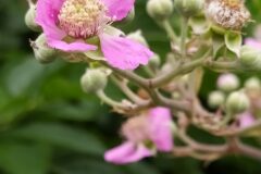 Rubus ulmifolius_Merce Vallicrosa CC BY-NC