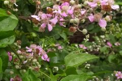 Rubus ulmifolius_Merce Vallicrosa CC BY-NC