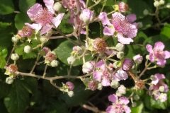 Rubus ulmifolius_Merce Vallicrosa CC BY-NC