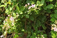 Rubus ulmifolius_Merce Vallicrosa CC BY-NC