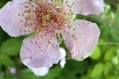 Rubus ulmifolius_Neus Julia CC BY-SA