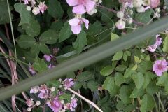 Rubus ulmifolius_Neus Julia CC BY-SA