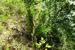 Rumex acetosa acetosa_Josep Llovera CC BY-NC