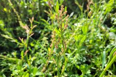 Rumex acetosella angiocarpus_Jordi Bassols CC BY-NC SA