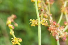 Rumex acetosella angiocarpus_Jordi Bassols CC BY-NC