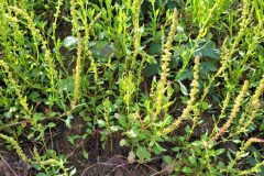 Rumex bucephalophorus bucephalophorus_Jordi Bassols CC BY-NC SA