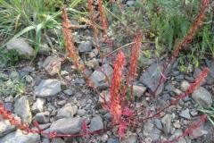 Rumex bucephalophorus bucephalophorus_Jordi Puyuelo