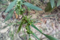 Rumex conglomeratus_Josep Llovera CC BY-NC