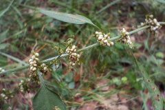 Rumex conglomeratus_Josep Llovera CC BY-NC