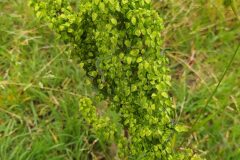 Rumex crispus_Merce Vallicrosa CC BY-NC