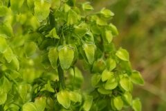 Rumex crispus_Merce Vallicrosa CC BY-NC