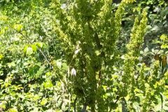 Rumex cristatus_Merce Vallicrosa CC BY-NC