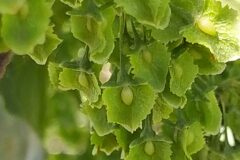 Rumex cristatus_Merce Vallicrosa CC BY-NC