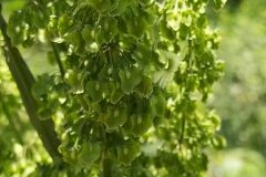 Rumex cristatus_Merce Vallicrosa CC BY-NC