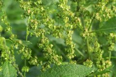 Rumex obtusifolius_Joaquim Reberte