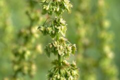 Rumex obtusifolius_Joaquim Reberte