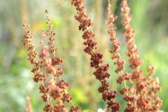Rumex obtusifolius_Joaquim Reberte