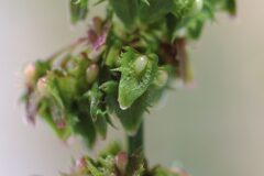 Rumex obtusifolius_Joaquim Reberte