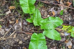 Rumex obtusifolius_Katarzyna Zarnowiec CC BY-SA