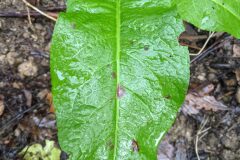 Rumex obtusifolius_Katarzyna Zarnowiec CC BY-SA