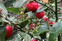 Ruscus aculeatus_Andres Tello