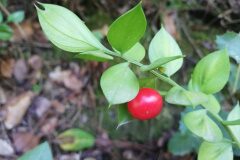 Ruscus aculeatus_Isabel Gallen