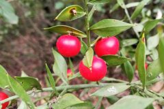 Ruscus aculeatus_Isabel Gallent