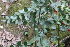 Ruscus aculeatus_Jordi Bassi