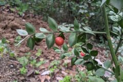 Ruscus aculeatus_Katarzyna Zarnowiec CC BY-SA