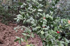 Ruscus aculeatus_Katarzyna Zarnowiec CC BY-SA