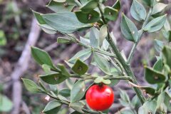 Ruscus aculeatus_Kris Van Puymbroeck