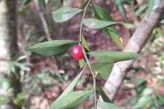 Ruscus aculeatus_Merce Vallicrosa CC BY-NC