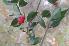 Ruscus aculeatus_Merce Vallicrosa CC BY-NC