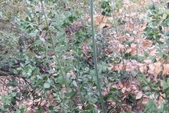 Ruscus aculeatus_Merce Vallicrosa CC BY-NC