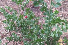 Ruscus aculeatus_Merce Vallicrosa CC BY-NC