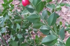 Ruscus aculeatus_Merce Vallicrosa CC BY-NC