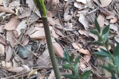 Ruscus aculeatus_Merce Vallicrosa CC BY-NC